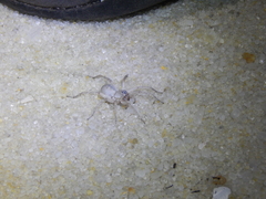 Allocosa brasiliensis