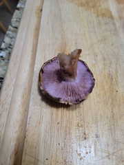 Glaucopodes