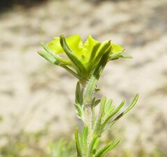 Hibbertia desmophylla