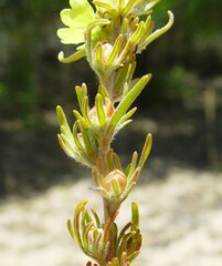 Hibbertia desmophylla