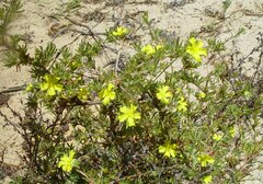 Hibbertia desmophylla
