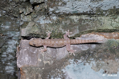 Hemidactylus