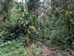 Monstera planadensis