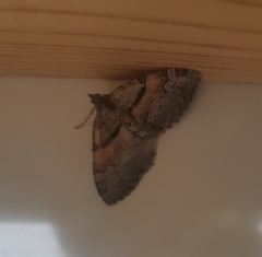 Xanthorhoe labradorensis