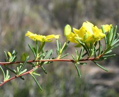 Hibbertia gracilipes