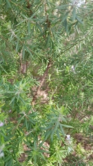 Westringia eremicola