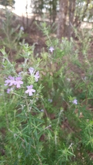 Westringia eremicola