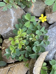 Oxalis corniculata