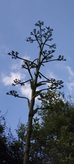 Agave atrovirens