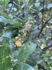 Ceanothus velutinus velutinus