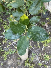 Ceanothus velutinus velutinus