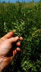 Atriplex pentandra