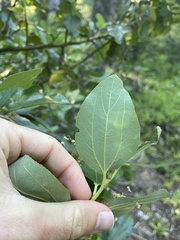 Ceanothus velutinus velutinus
