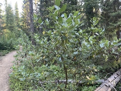 Ceanothus velutinus velutinus