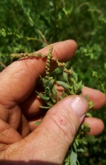 Atriplex pentandra