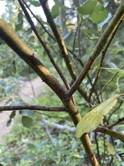 Ceanothus velutinus velutinus