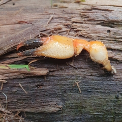 Engaeus tuberculatus