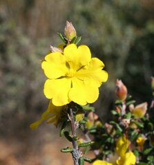 Hibbertia pachyphylla