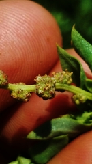 Atriplex pentandra