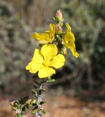 Hibbertia pachyphylla