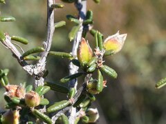 Hibbertia pachyphylla