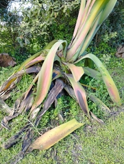 Agave atrovirens