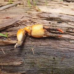Engaeus tuberculatus