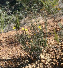 Hibbertia pachyphylla