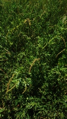 Atriplex pentandra