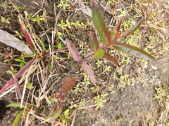 Eucalyptus sparsifolia
