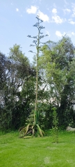 Agave atrovirens
