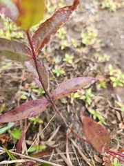 Eucalyptus sparsifolia