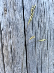 Festuca viridula