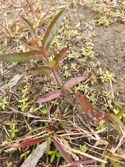 Eucalyptus sparsifolia