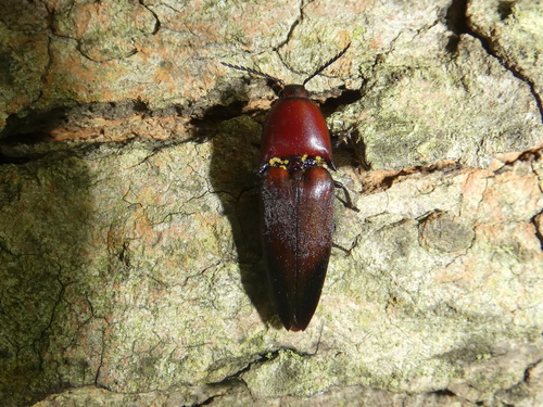 Attenuated Click Beetle photo 3