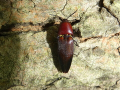 Parallelostethus attenuatus