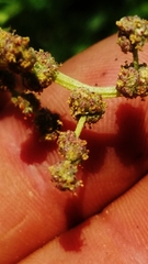 Atriplex pentandra