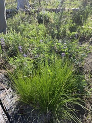 Festuca viridula