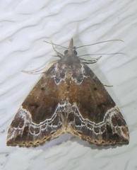 Hypena abalienalis