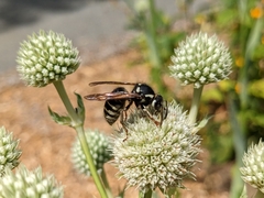Dolichovespula arctica