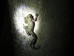 Scinax fuscovarius