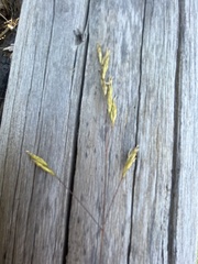 Festuca viridula