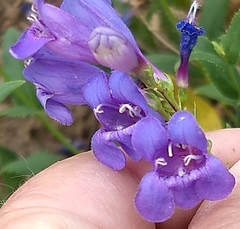 Penstemon venustus