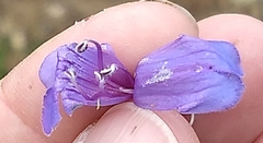 Penstemon venustus