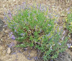 Penstemon venustus