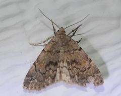 Idia concisa