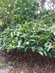 Syzygium kusukusuense