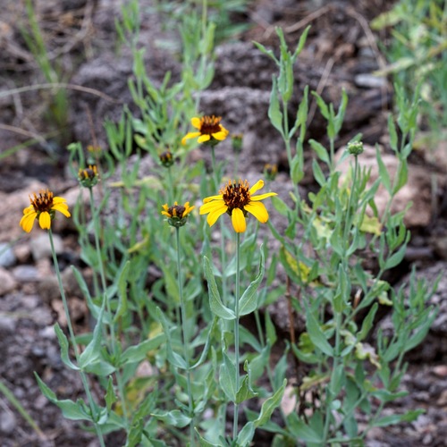 Image of Helianthus ciliaris by (c) Andrew Tree, some rights reserved (CC BY)
