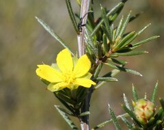 Hibbertia pungens