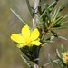 Hibbertia pungens - Photo (c) geoffbyrne,  זכויות יוצרים חלקיות (CC BY-NC)